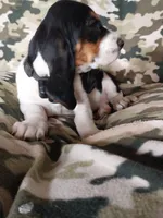 Black girl, a female Basset Hound for sale in Englewood, TN – 2 of 8