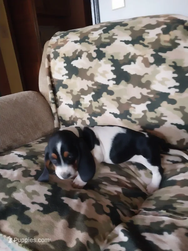 Green Girl – Basset Hound puppy for sale in Englewood, TN