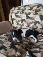 Green Girl, a female Basset Hound for sale in Englewood, TN – 1 of 8
