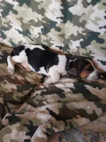 Black Boy, a male Basset Hound for sale in Englewood, TN – 7 of 8
