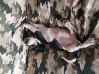 Green Girl, a female Basset Hound for sale in Englewood, TN – 6 of 8