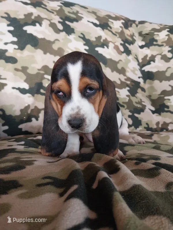 Red Boy – Basset Hound puppy for sale in Englewood, TN