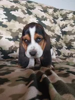 Red Boy, a male Basset Hound for sale in Englewood, TN – 1 of 7