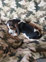 Black Boy, a male Basset Hound for sale in Englewood, TN – 6 of 8