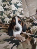 Black Boy, a male Basset Hound for sale in Englewood, TN – 2 of 8