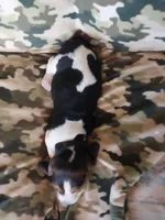 Black Boy, a male Basset Hound for sale in Englewood, TN – 3 of 8
