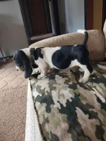 Green Girl, a female Basset Hound for sale in Englewood, TN – 5 of 8
