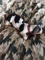 Red Boy, a male Basset Hound for sale in Englewood, TN – 5 of 7