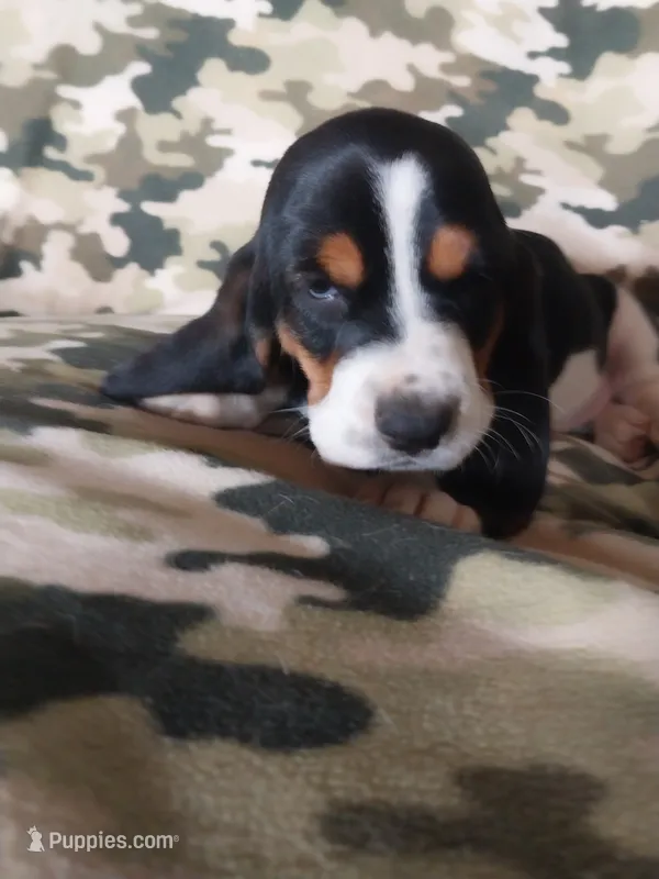 Black girl – Basset Hound puppy for sale in Englewood, TN