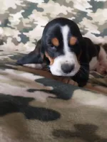 Black girl, a female Basset Hound for sale in Englewood, TN – 1 of 8