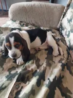 Red Boy, a male Basset Hound for sale in Englewood, TN – 3 of 7