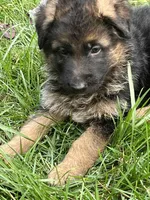 Dissell, a male German Shepherd Dog for sale in Russell, MA – 4 of 6