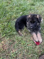 Max, a male German Shepherd Dog for sale in Russell, MA – 3 of 5