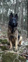 Alpha, a female German Shepherd Dog for sale in Russell, MA – 6 of 6