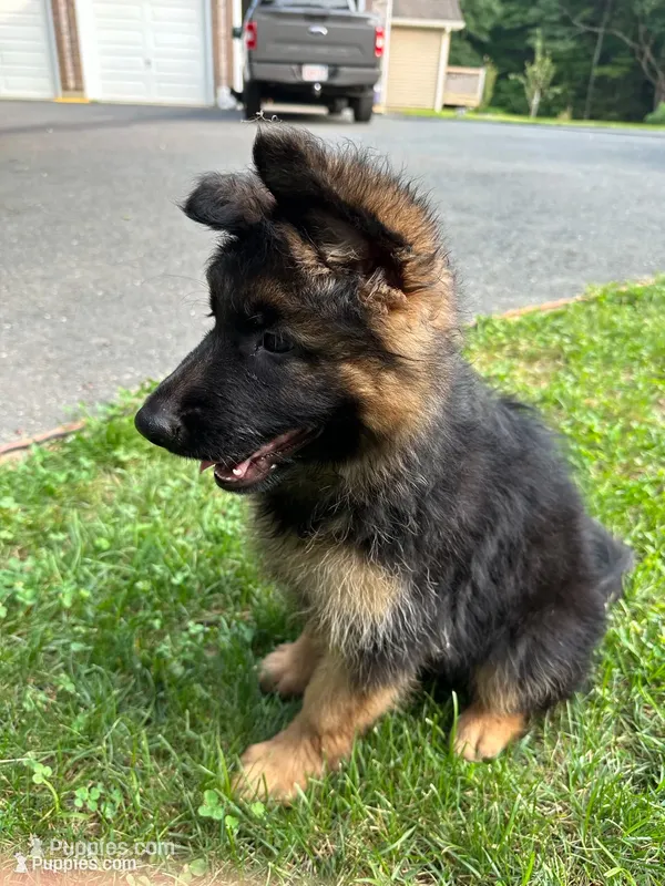 Alpha – German Shepherd Dog puppy for sale in Russell, MA