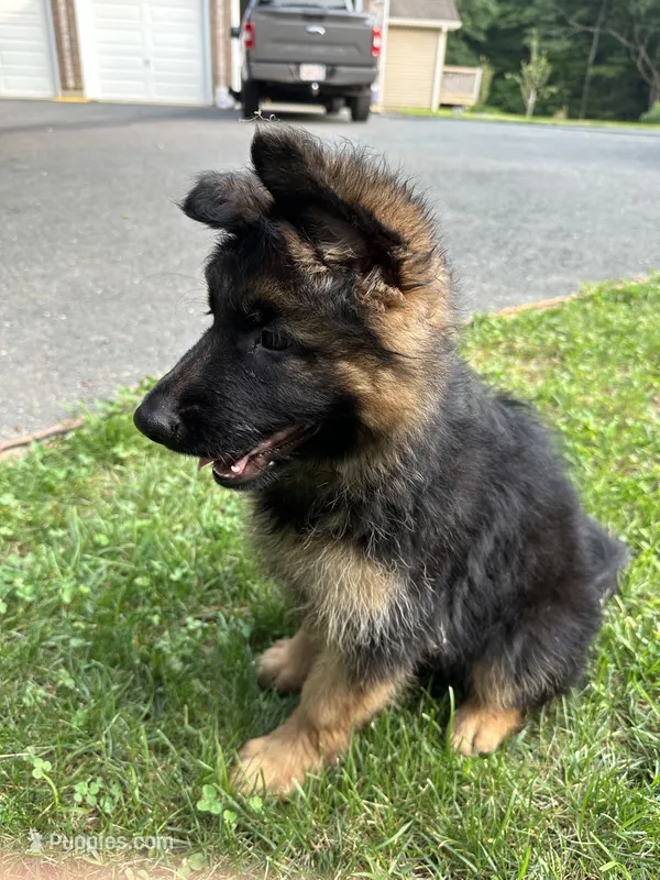 Alpha – German Shepherd Dog puppy for sale in Russell, MA