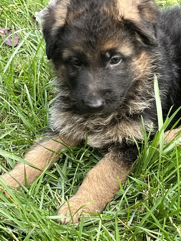 Alpha – German Shepherd Dog puppy for sale in Russell, MA