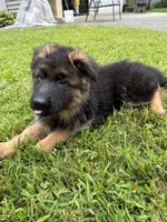 Alpha, a female German Shepherd Dog for sale in Russell, MA – 5 of 8