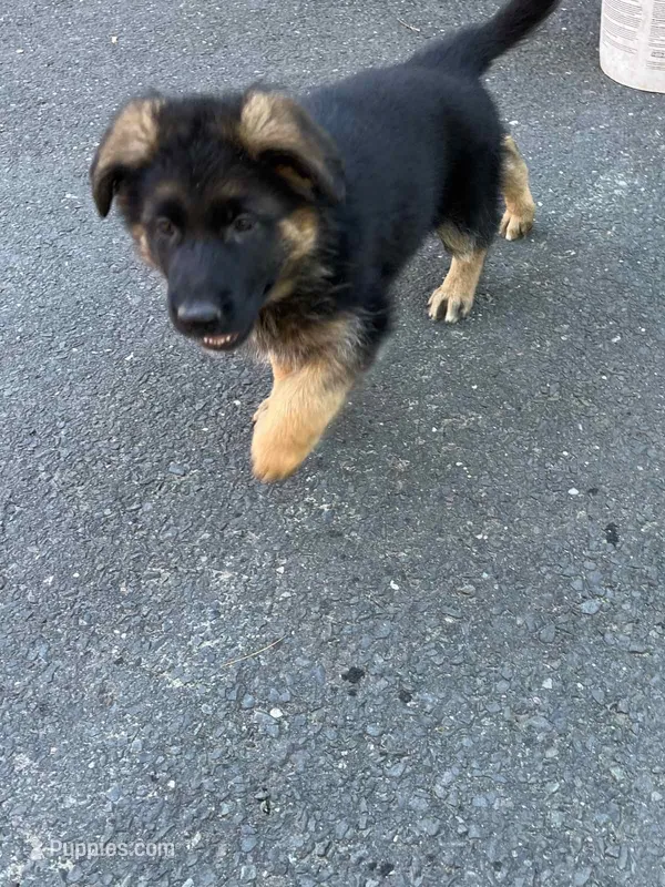 Gerda – German Shepherd Dog puppy for sale in Russell, MA