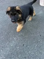 Gerda, a female German Shepherd Dog for sale in Russell, MA – 2 of 6