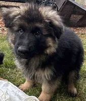Muhtar, a male German Shepherd Dog for sale in Russell, MA – 1 of 6