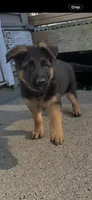 Nikki, a female German Shepherd Dog for sale in Russell, MA – 2 of 7
