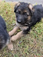 Alpha, a female German Shepherd Dog for sale in Russell, MA – 3 of 6