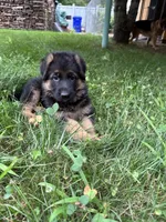 Nika, a female German Shepherd Dog for sale in Russell, MA – 3 of 7