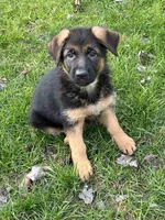 Nika, a female German Shepherd Dog for sale in Russell, MA – 6 of 7