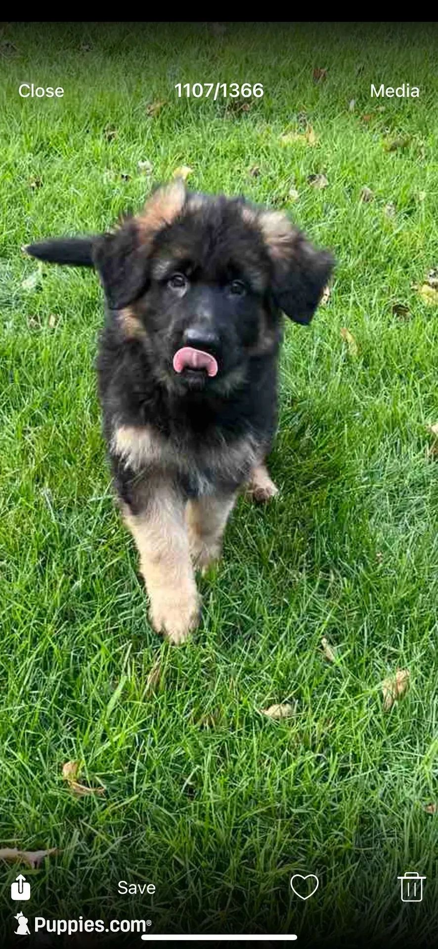 Nika, a female German Shepherd Dog for sale in Russell, MA – 5 of 7