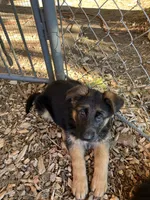 Nikki, a female German Shepherd Dog for sale in Russell, MA – 5 of 7