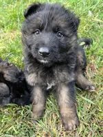 Nikki, a female German Shepherd Dog for sale in Russell, MA – 3 of 5