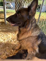 Milan, a male German Shepherd Dog for sale in Russell, MA – 8 of 8