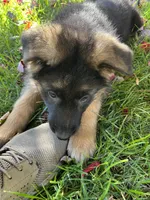 Alpha, a female German Shepherd Dog for sale in Russell, MA – 6 of 7