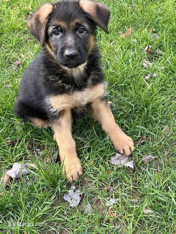 Nika – German Shepherd Dog puppy for sale in Russell, MA