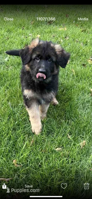 Alpha – German Shepherd Dog puppy for sale in Russell, MA