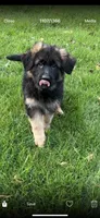 Alpha, a female German Shepherd Dog for sale in Russell, MA – 1 of 8