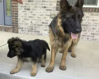 Dissell, a male German Shepherd Dog for sale in Russell, MA – 5 of 6