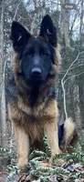 Zarra, a female German Shepherd Dog for sale in Russell, MA – 8 of 8