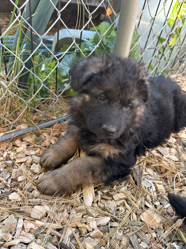 Gerda – German Shepherd Dog puppy for sale in Russell, MA