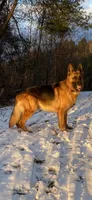 Alpha, a female German Shepherd Dog for sale in Russell, MA – 7 of 8