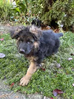 Zarra, a female German Shepherd Dog for sale in Russell, MA – 5 of 8