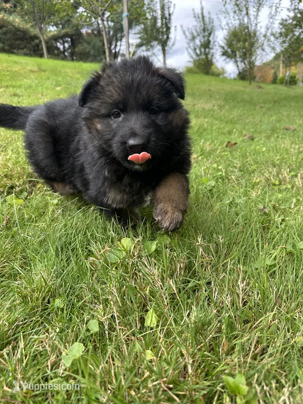 Nikki – German Shepherd Dog puppy for sale in Russell, MA