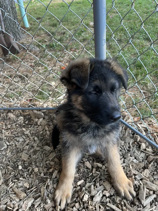 Max – German Shepherd Dog puppy for sale in Russell, MA