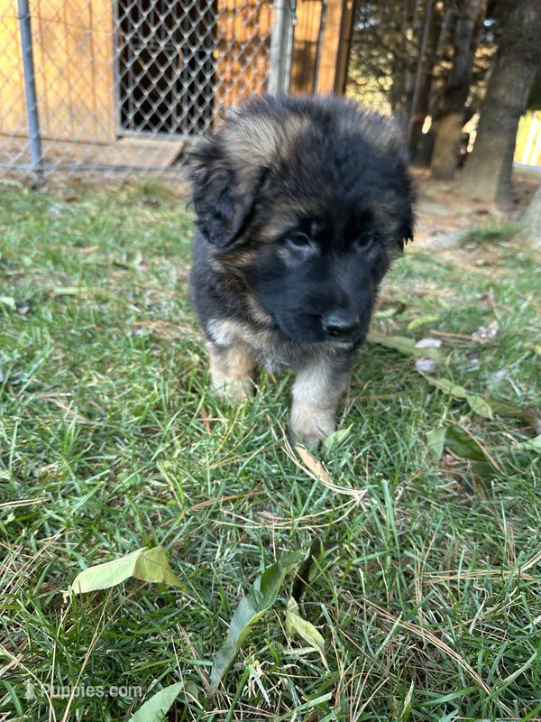Max – German Shepherd Dog puppy for sale in Russell, MA