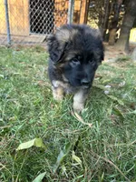 Max, a male German Shepherd Dog for sale in Russell, MA – 1 of 5