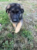 Nikki, a female German Shepherd Dog for sale in Russell, MA – 4 of 7