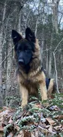 Nikki, a female German Shepherd Dog for sale in Russell, MA – 4 of 5