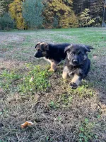 Milan, a male German Shepherd Dog for sale in Russell, MA – 3 of 8