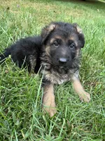 Gerda, a female German Shepherd Dog for sale in Russell, MA – 1 of 7